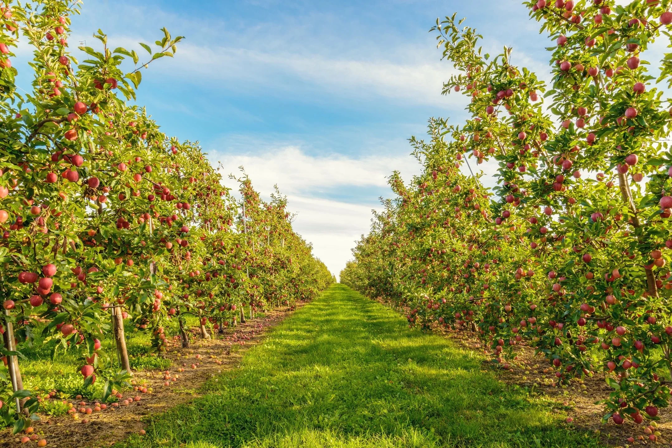 Apple orchard rows heavy with red apples under a blue sky